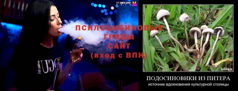 ОМГ ОМГ зеркало  Богородск  Псилоцибиновые грибы Psilocybe 